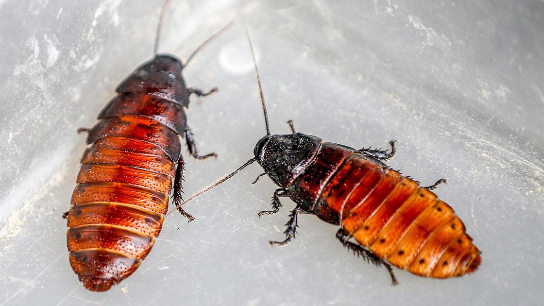 Insect farms cockroaches find buyers in Turkeys south