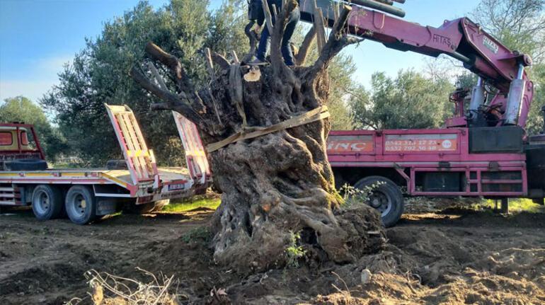Centuries-old olive tree moves to city center in Edremit