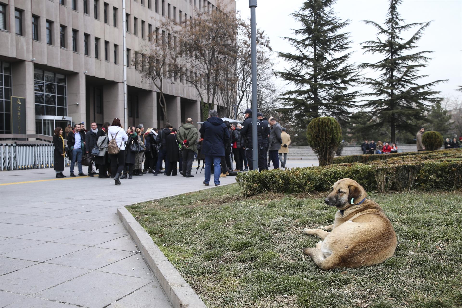 Turkish court sentences three over killing stray dogs