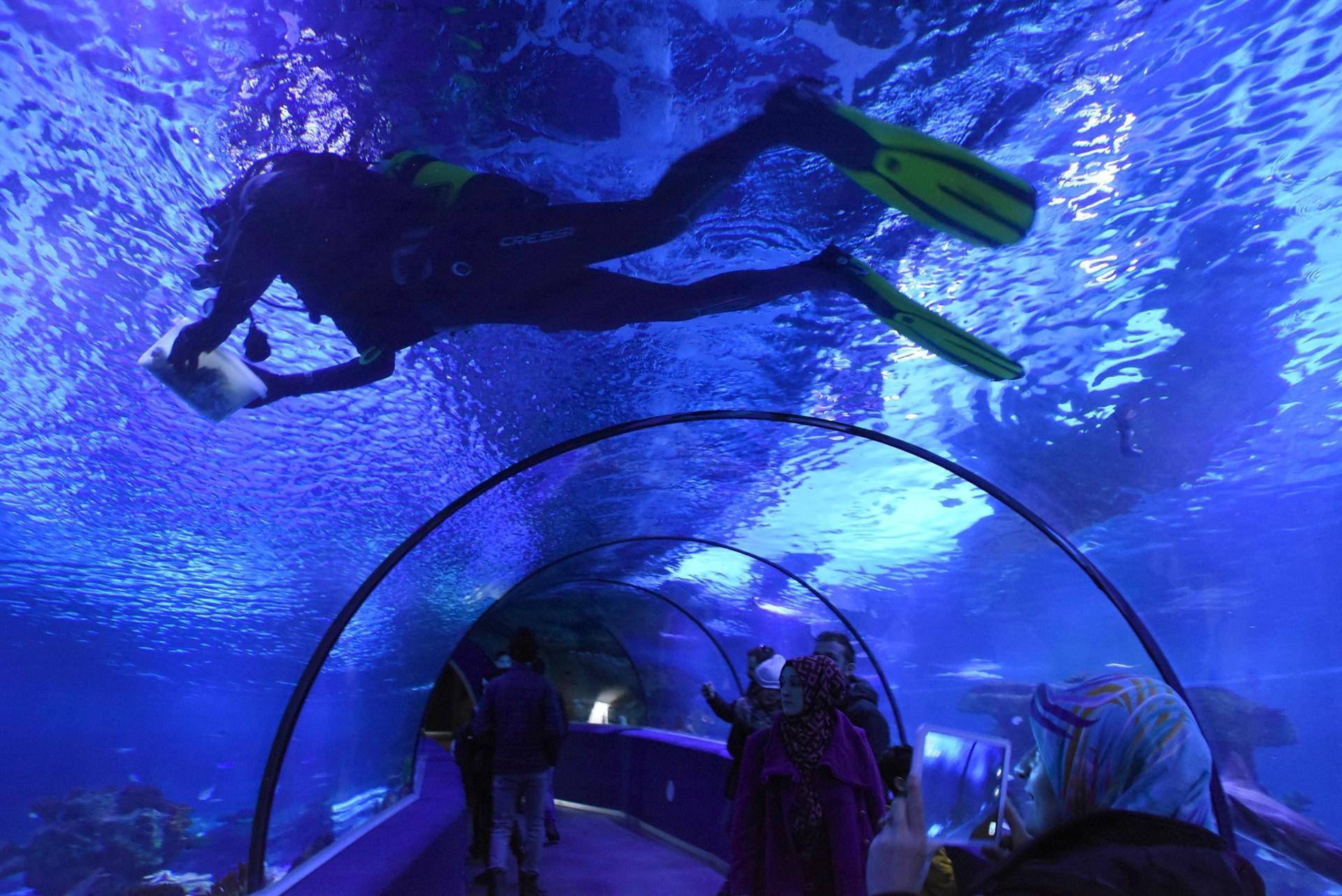 Aquarium divers feed fish with hand