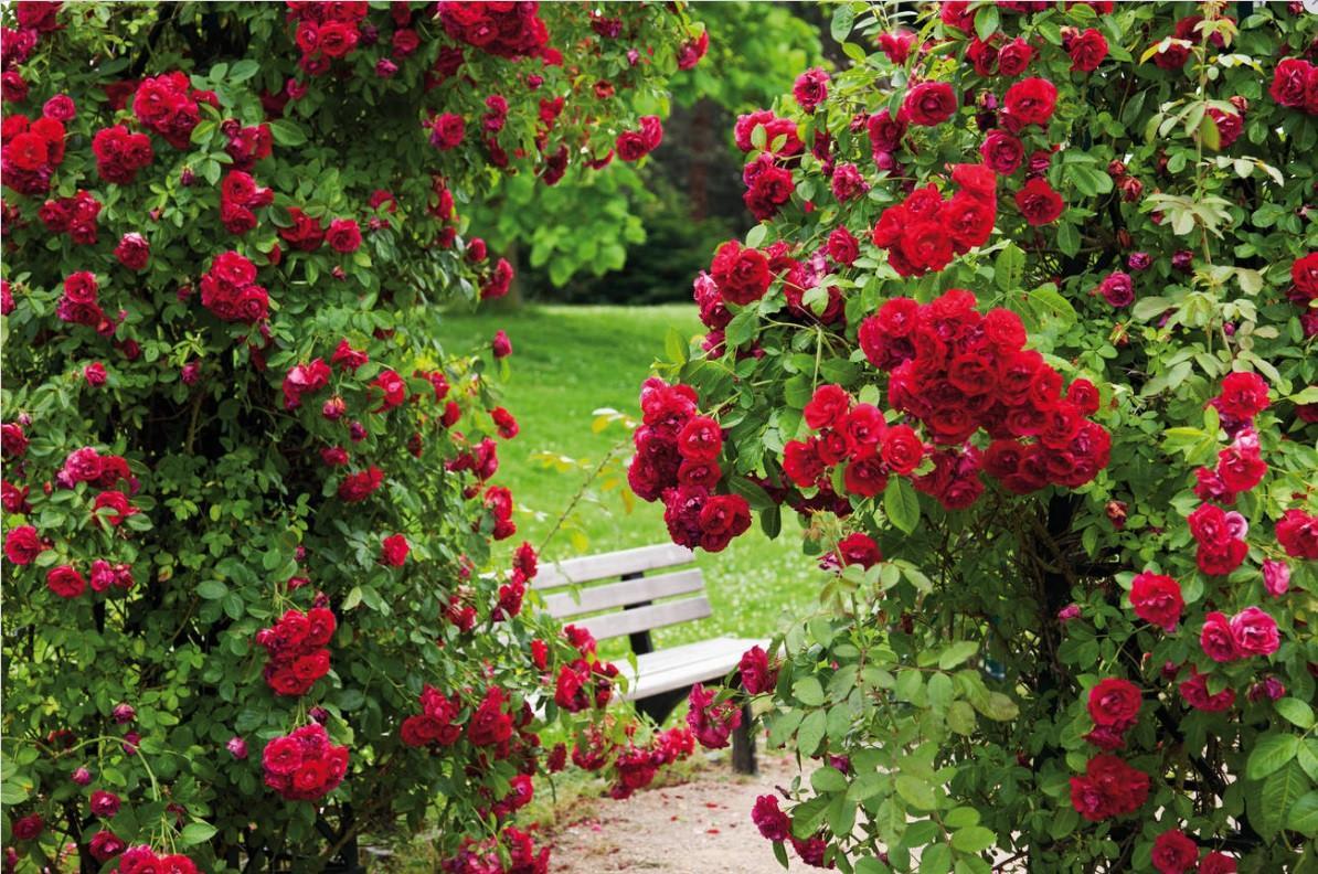 Turkey exports 60 mln roses ahead of Valentines Day