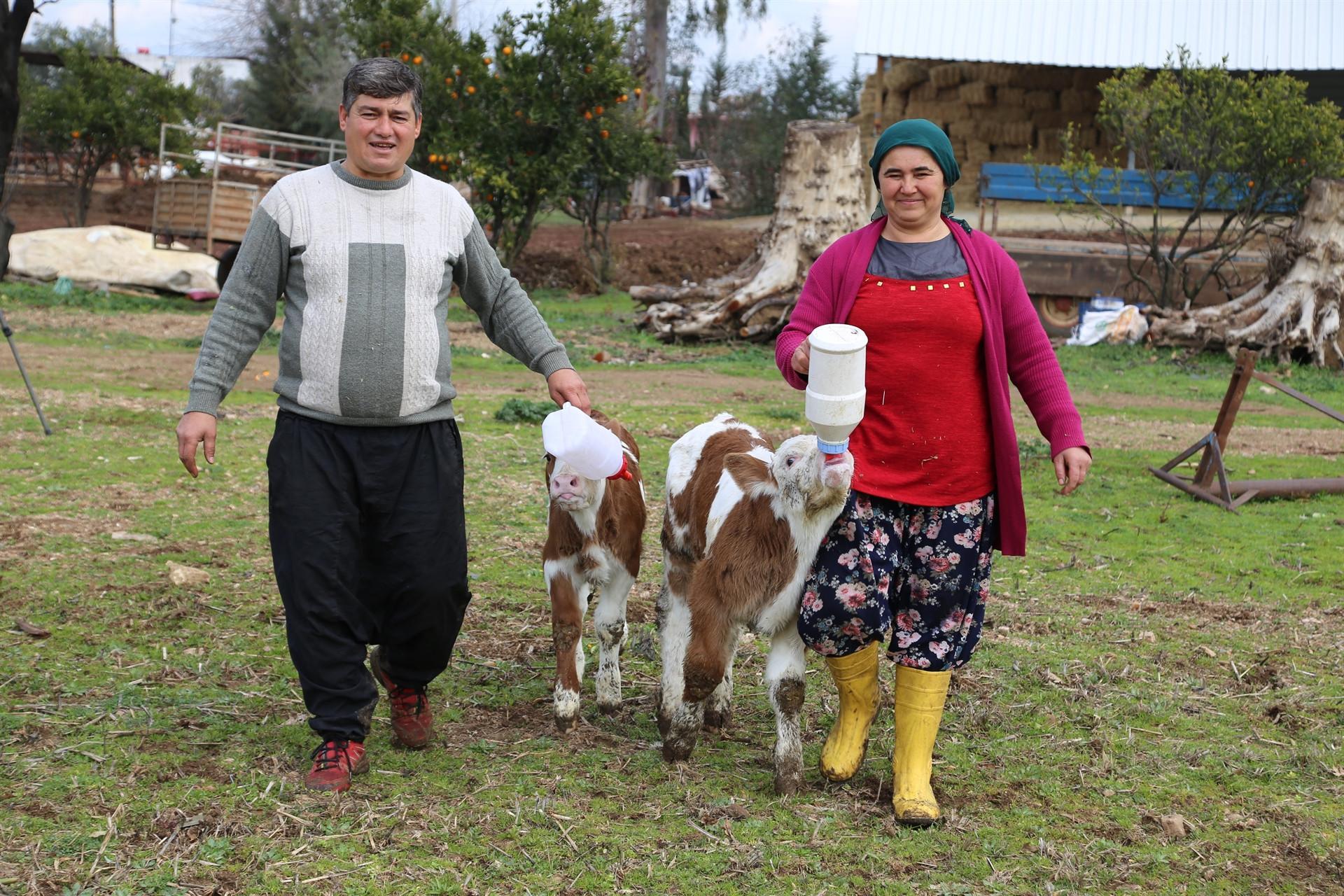 Valentines Day calf helps Turkish woman start farm