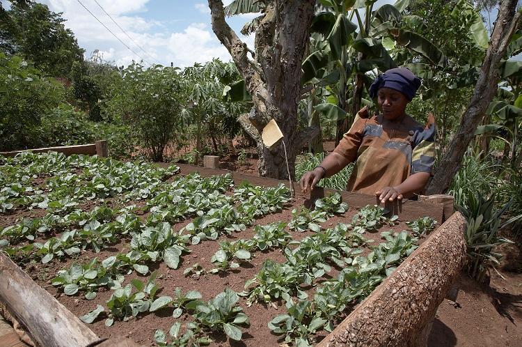 Turkey gives $650,000 for Ugandan agricultural project