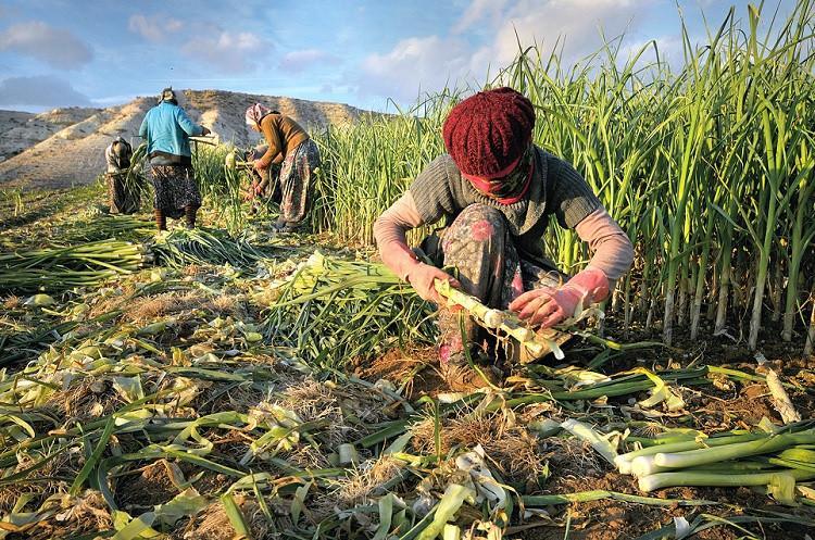 Gender gap among farm workers narrows slowly