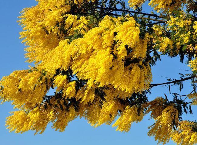Locals fight to protect indigenous flowers