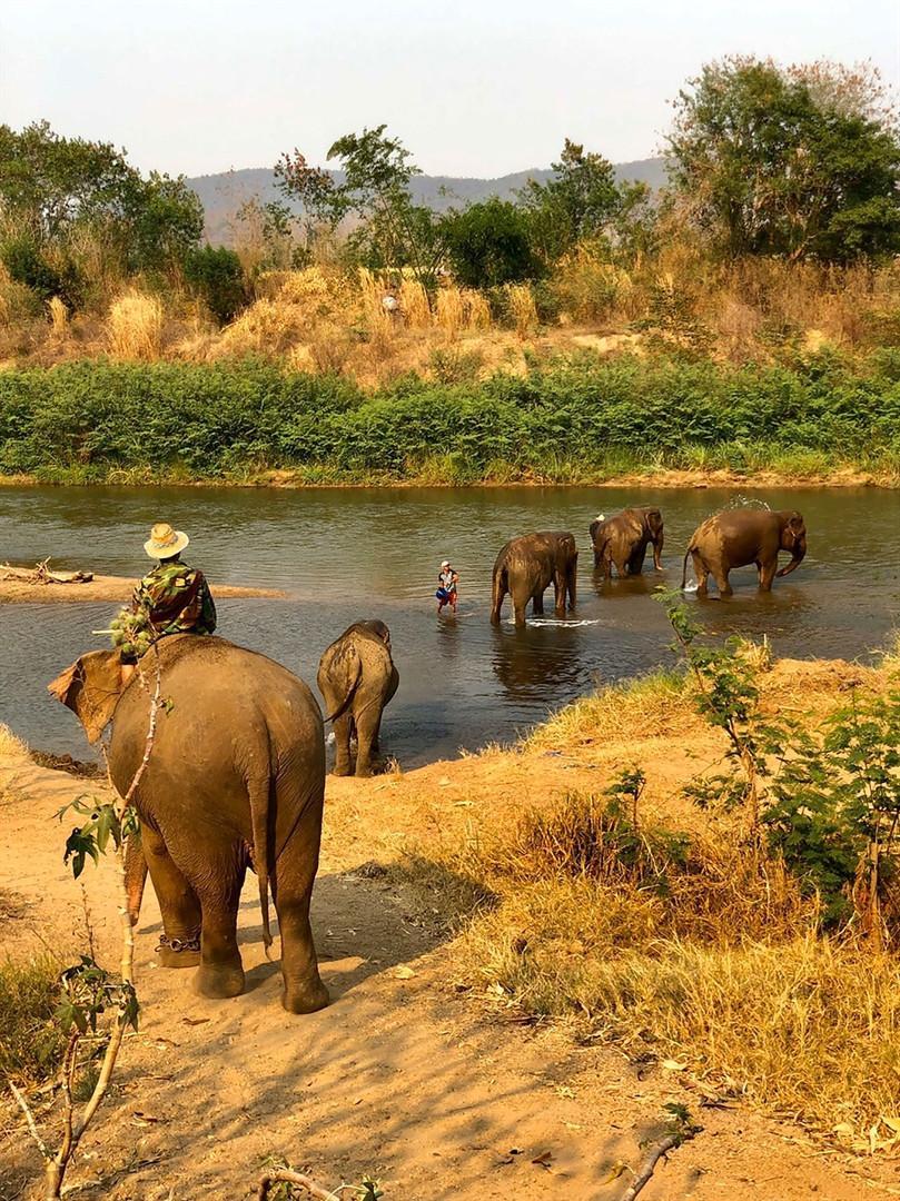 Hungry and in chains, Thailands tourist elephants face crisis