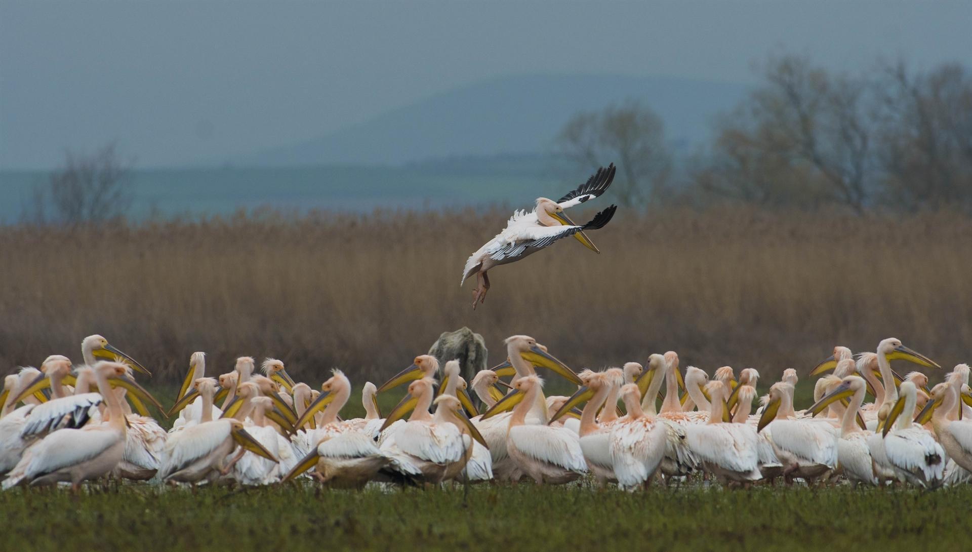 Storks return home as spring comes
