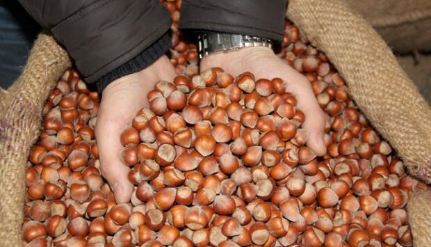 Hazelnut exports reap $1.65 bln in Sept-March