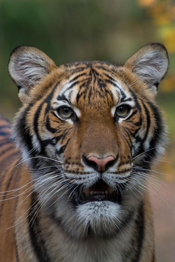 Tiger at New York zoo tests positive for COVID-19