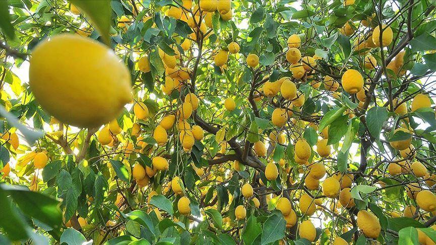 Turkey subjects lemon to export control amid COVID-19