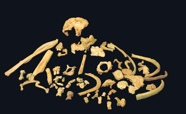 Fossil teeth yield oldest genetic material from extinct human species