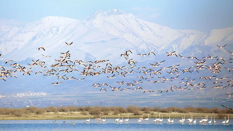 Water birds return to improved reeds