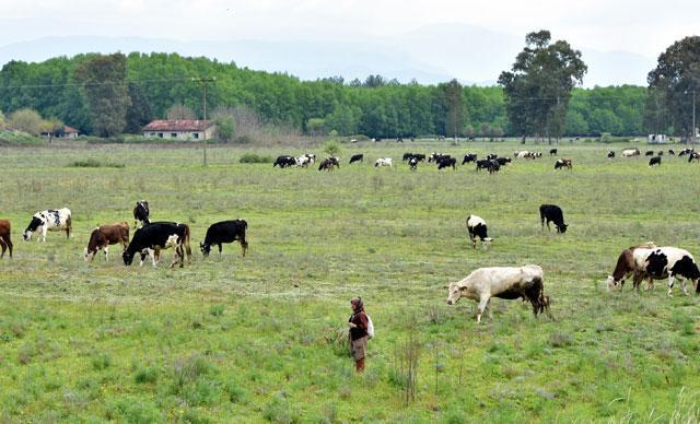 Cows graze on British-built airfield in Aegean province