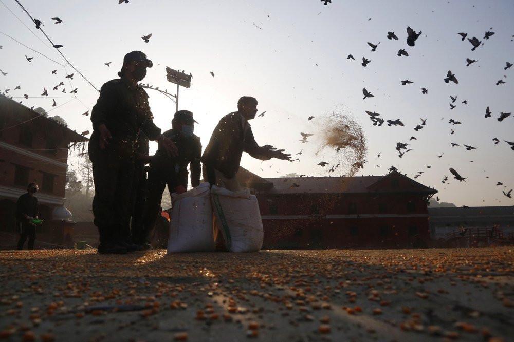 Volunteers feed hungry animals at Nepal’s revered shrine