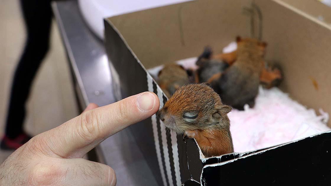 Baby squirrels adopted by forest staff