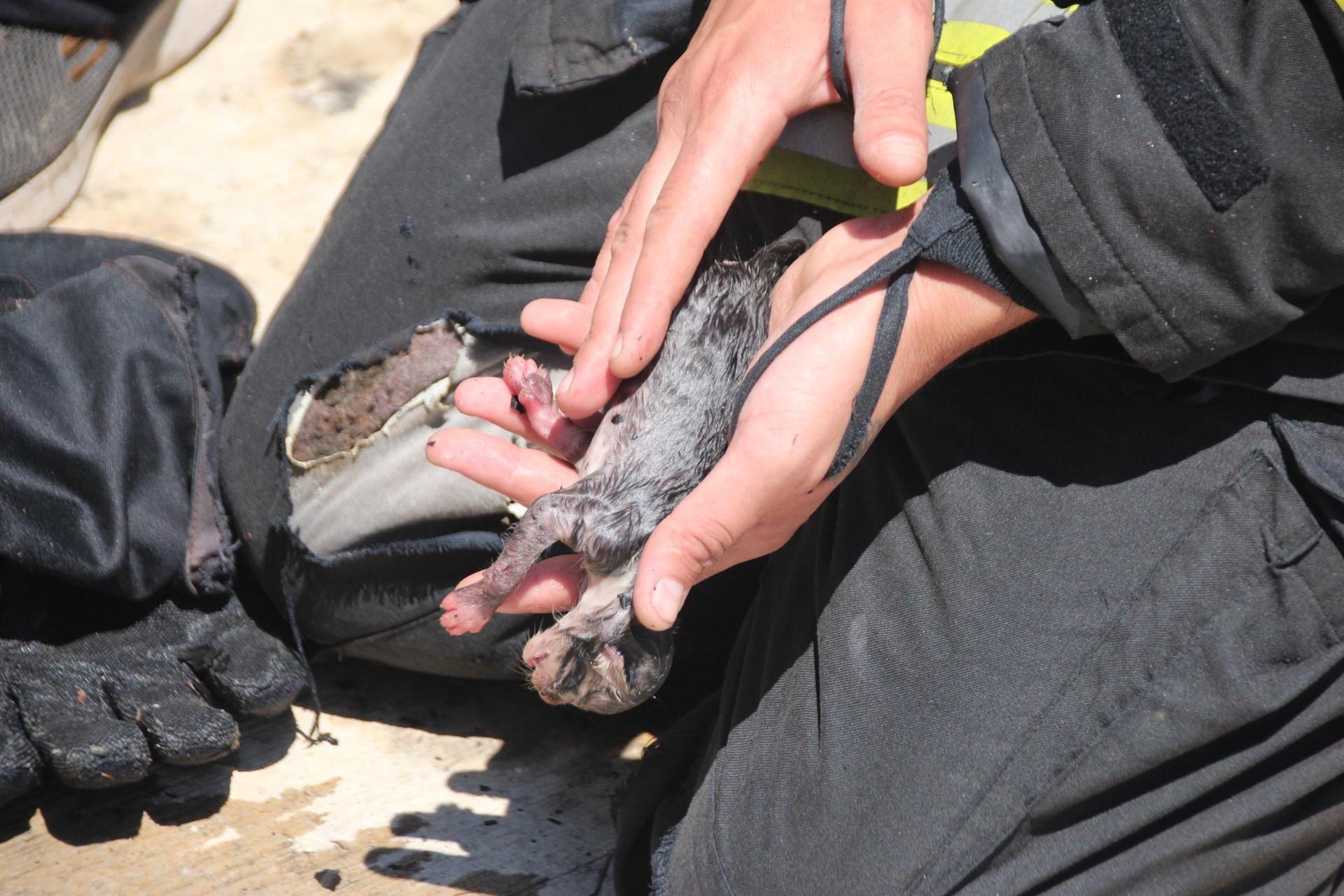 Kittens rescued by firefighters’ artificial respiration