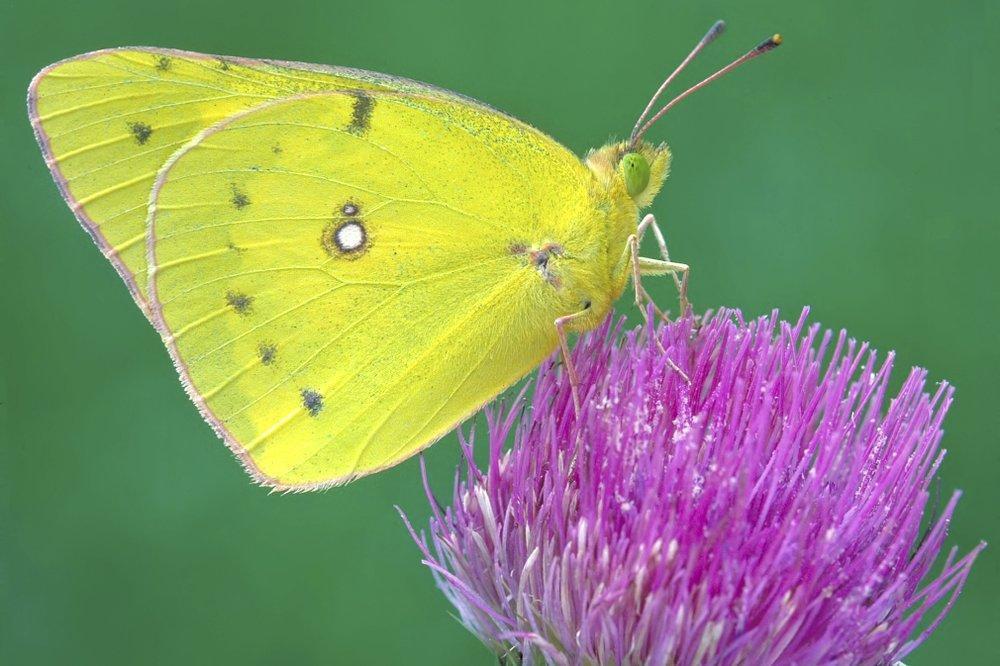 Bugged: Earths insect population shrinks 27% in 30 years