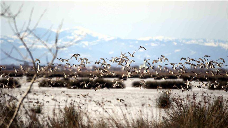 Migratory birds benefit from COVID-19 measures