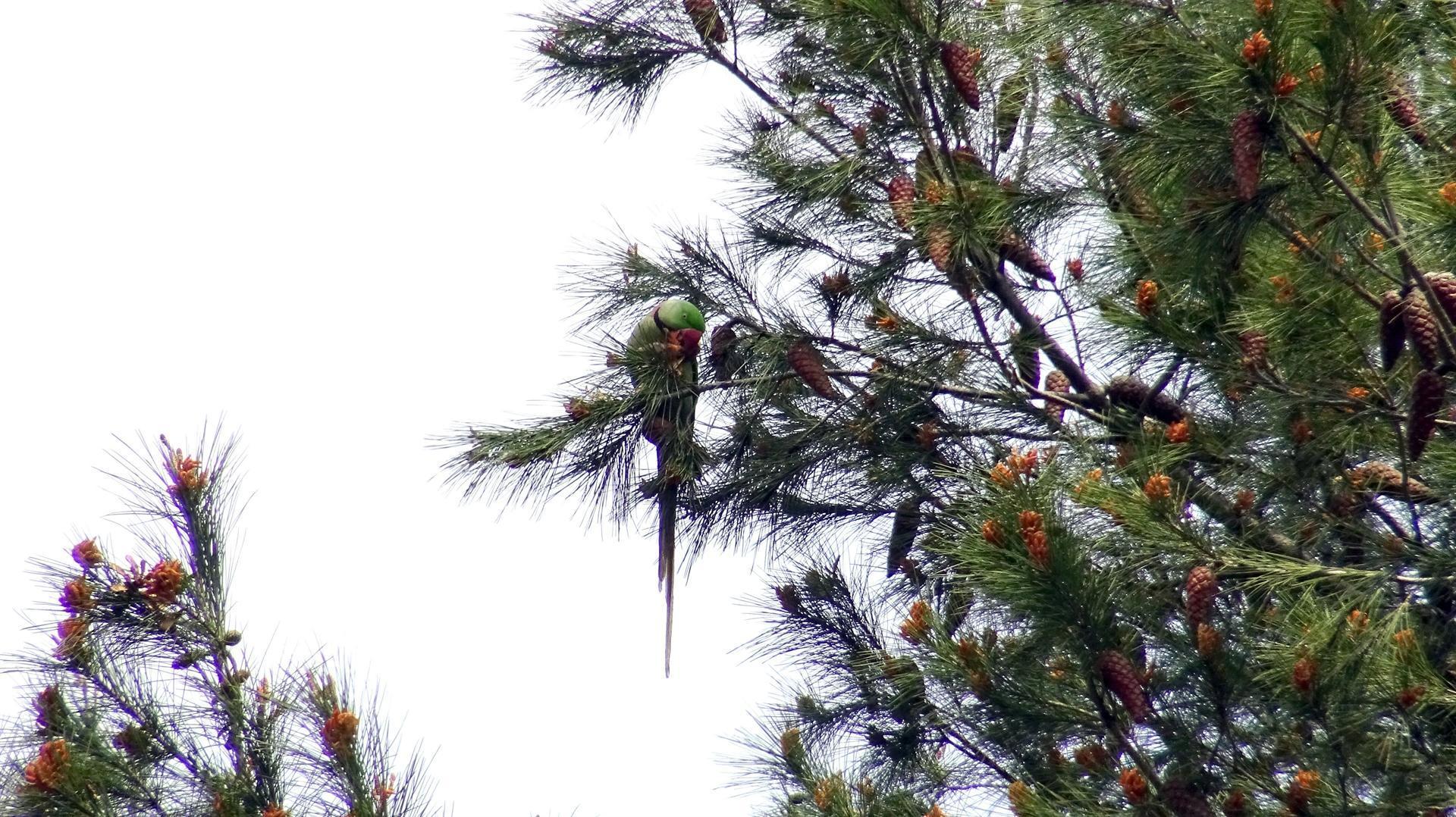 Parakeets chirp in Istanbul streets