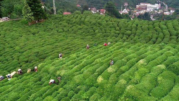 Tea pickers on high demand amid travel curbs