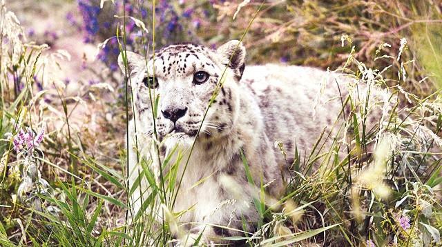 Indian officials capture rare snow leopard, send it to zoo