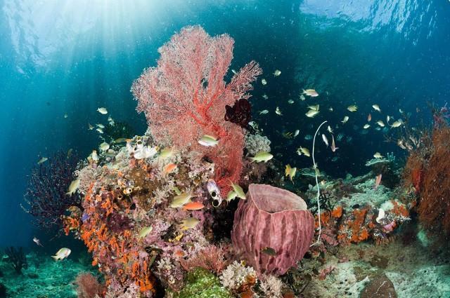 COVID-19 measures beneficial to marine biodiversity: Expert