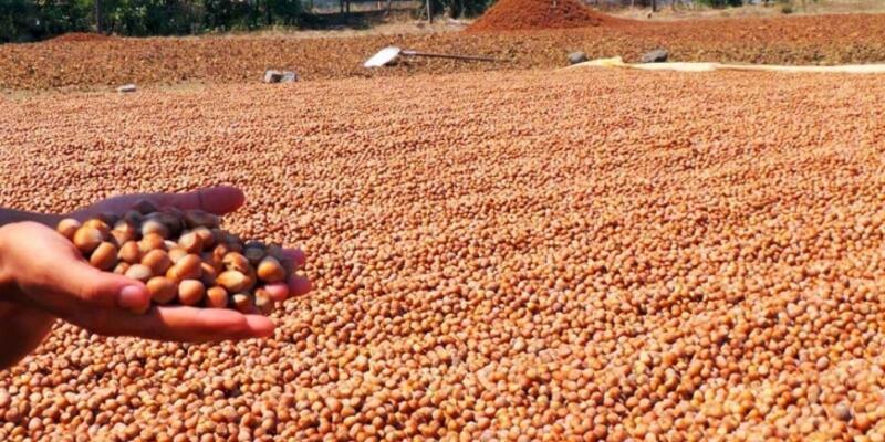 Turkeys hazelnut exports up by over 50 pct in 8 months