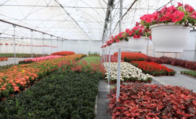 Flower growers eye Italian and Spanish markets