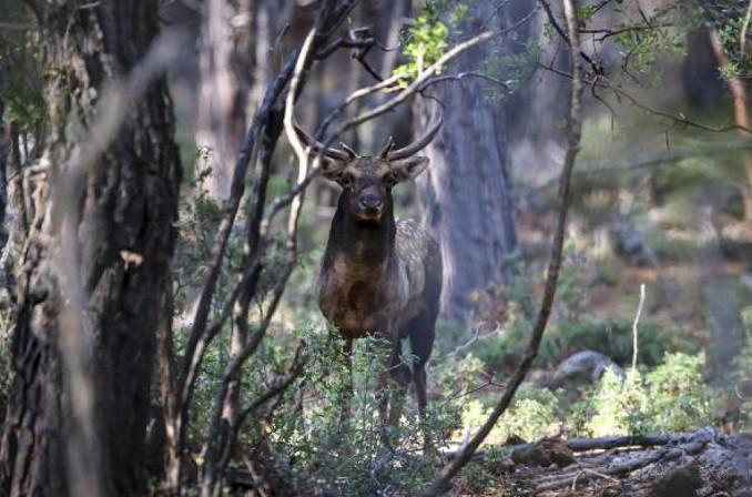 Fallow deer habitat grows in Turkey