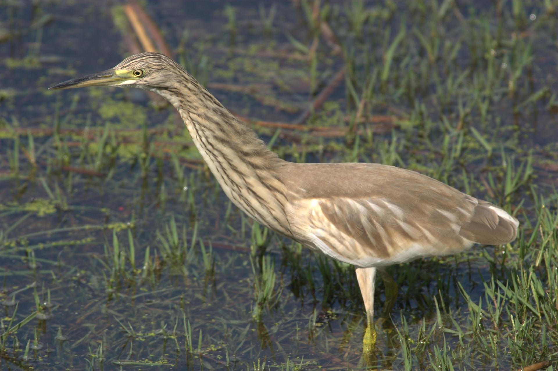 Bird population increases in eastern Turkey’s lake