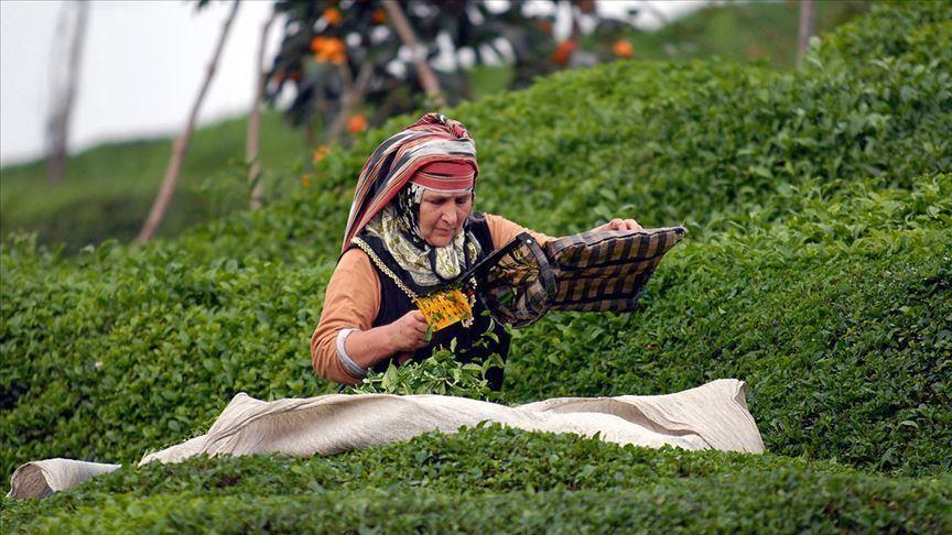 Tea producers granted travel permit amid virus
