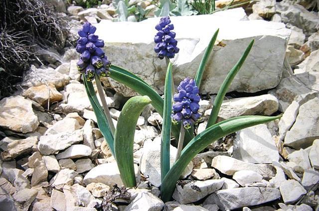 New herbaceous plant species discovered in NE Turkey