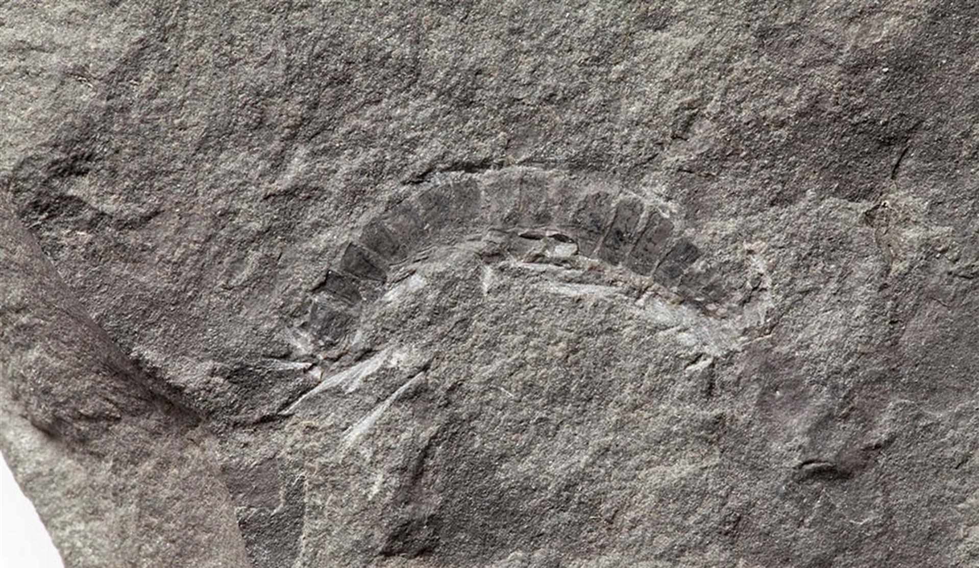 Millipede from Scotland is worlds oldest-known land animal