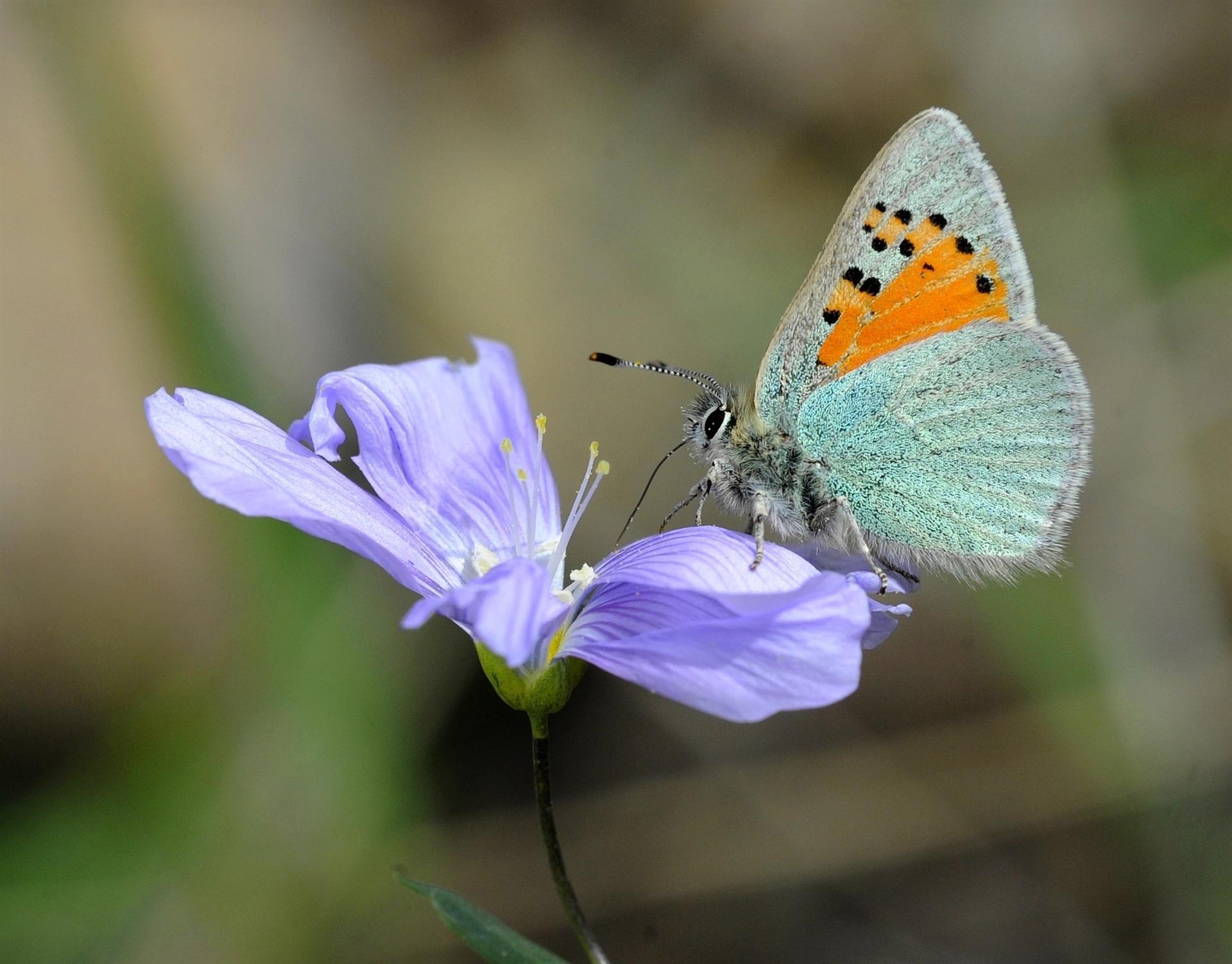 Experts register butterflies around Lake Van