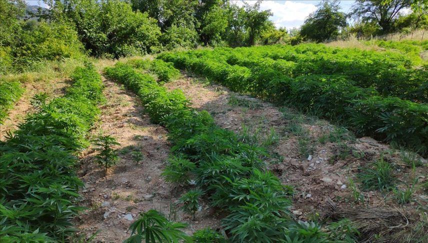 Around 333,000 cannabis sativa roots seized