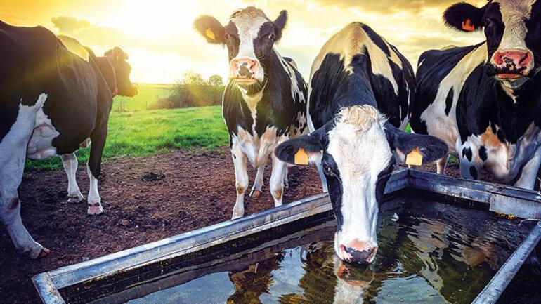 Turkey: Agricultural, animal production hub beyond region