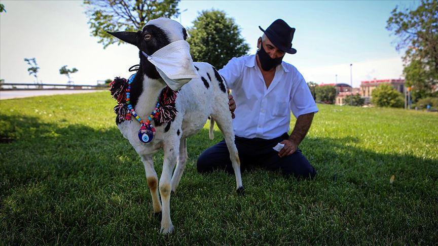 Pet lamb draws interest with mask