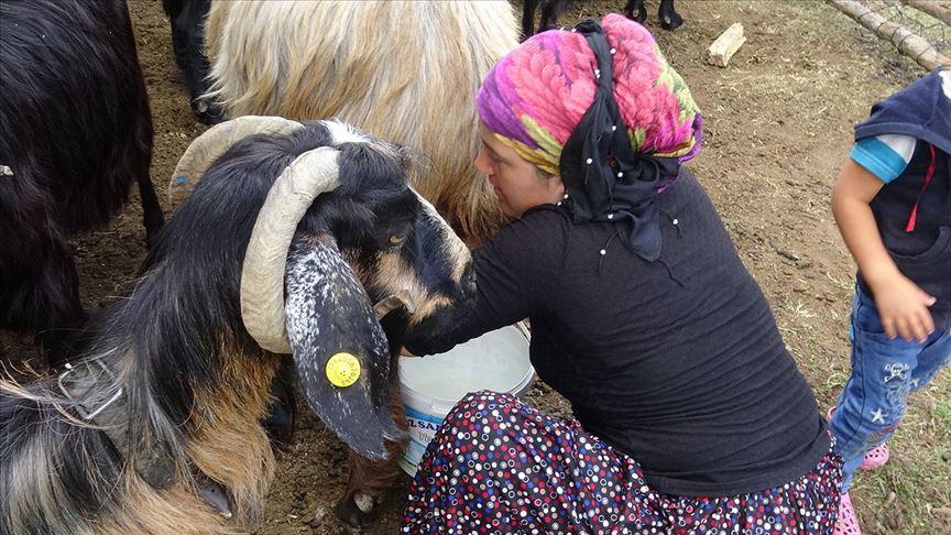 Women of Anatolian nomadic tribe lead yearly migration