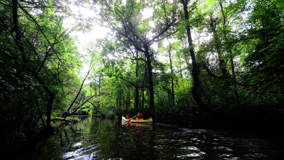 İğneada’s floodplain forests ready to welcome visitors again