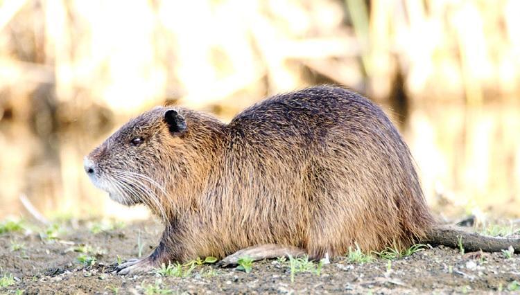 Invasive water monkeys turn out to be eco-friendly