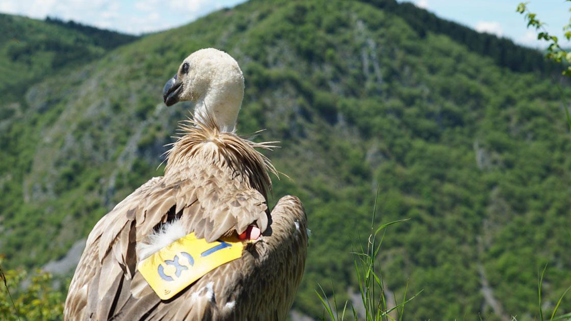 Turkeys flag carrier stretches its wings for nature