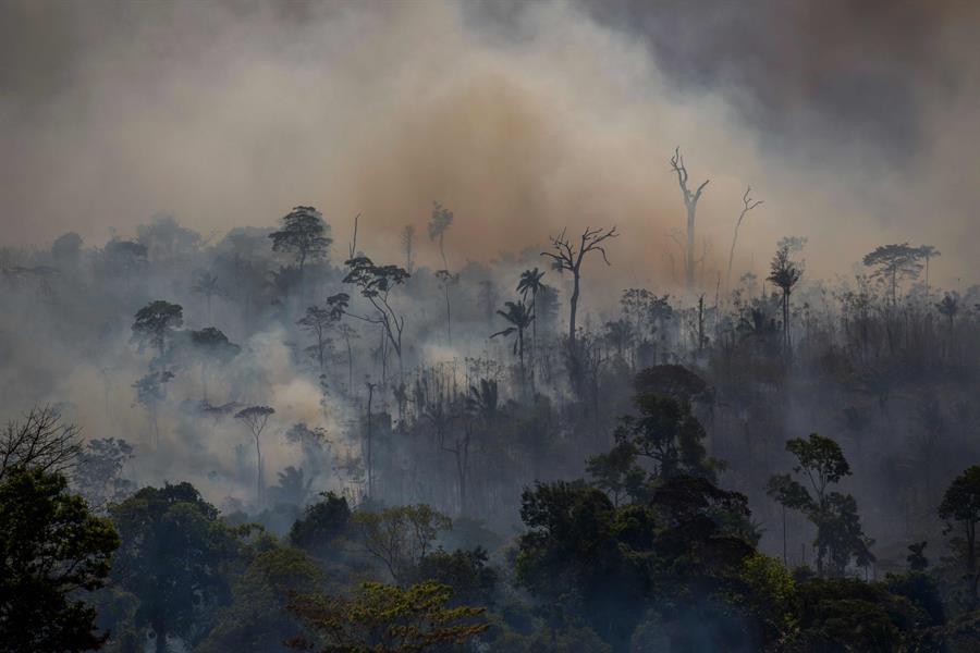 Amazon deforestation increases 25 pct