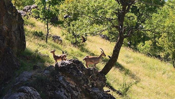 Tender allowing wild mountain goat hunting canceled after reactions