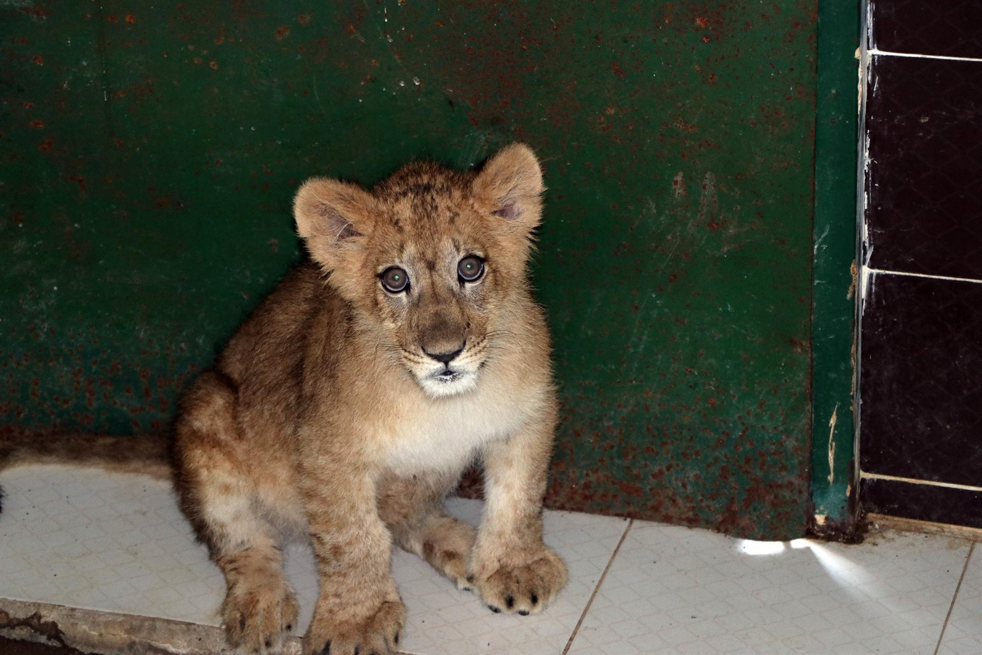 Lion cub found in house under zoo protection