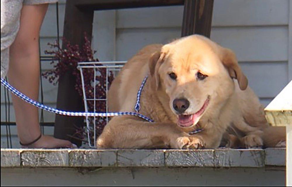 Kansas dog makes 50-mile trek to her old home in Missouri