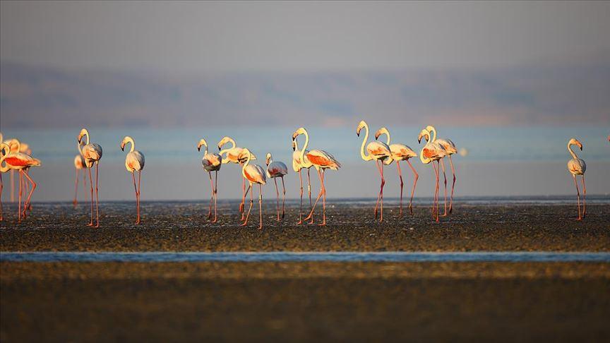 Branded flamingo from France journeys to Turkey