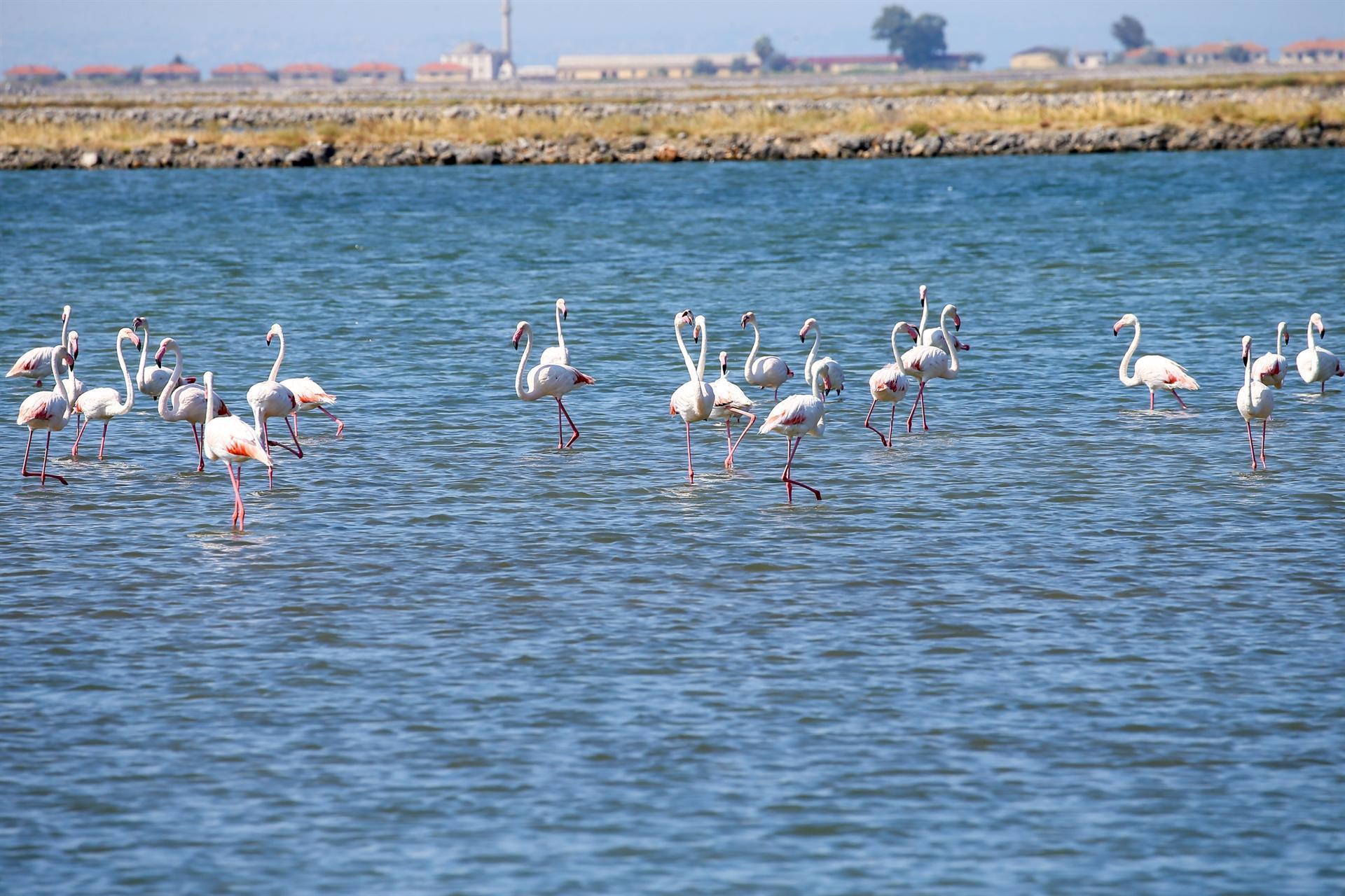 Thousands of flamingos start flying the nest in İzmir ‘paradise’