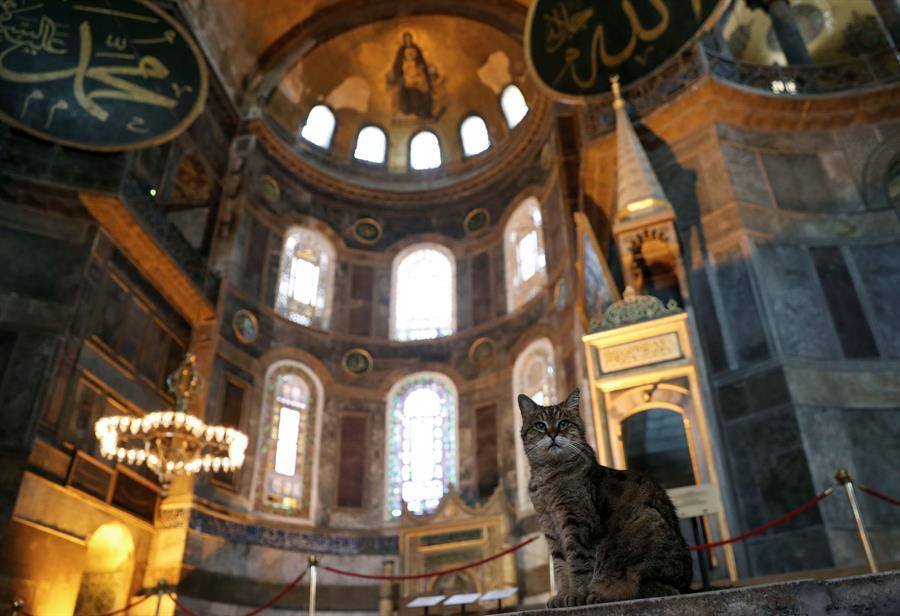 Gli the cat to remain on duty in Hagia Sophia