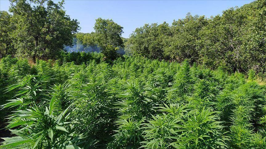 More than 800,000 cannabis roots seized
