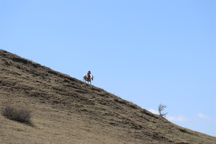 Nomadic women climb mountains every day to earn a living